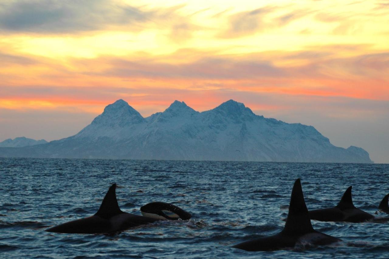Kvalvika Retreat - Lofoten Leknes Luaran gambar